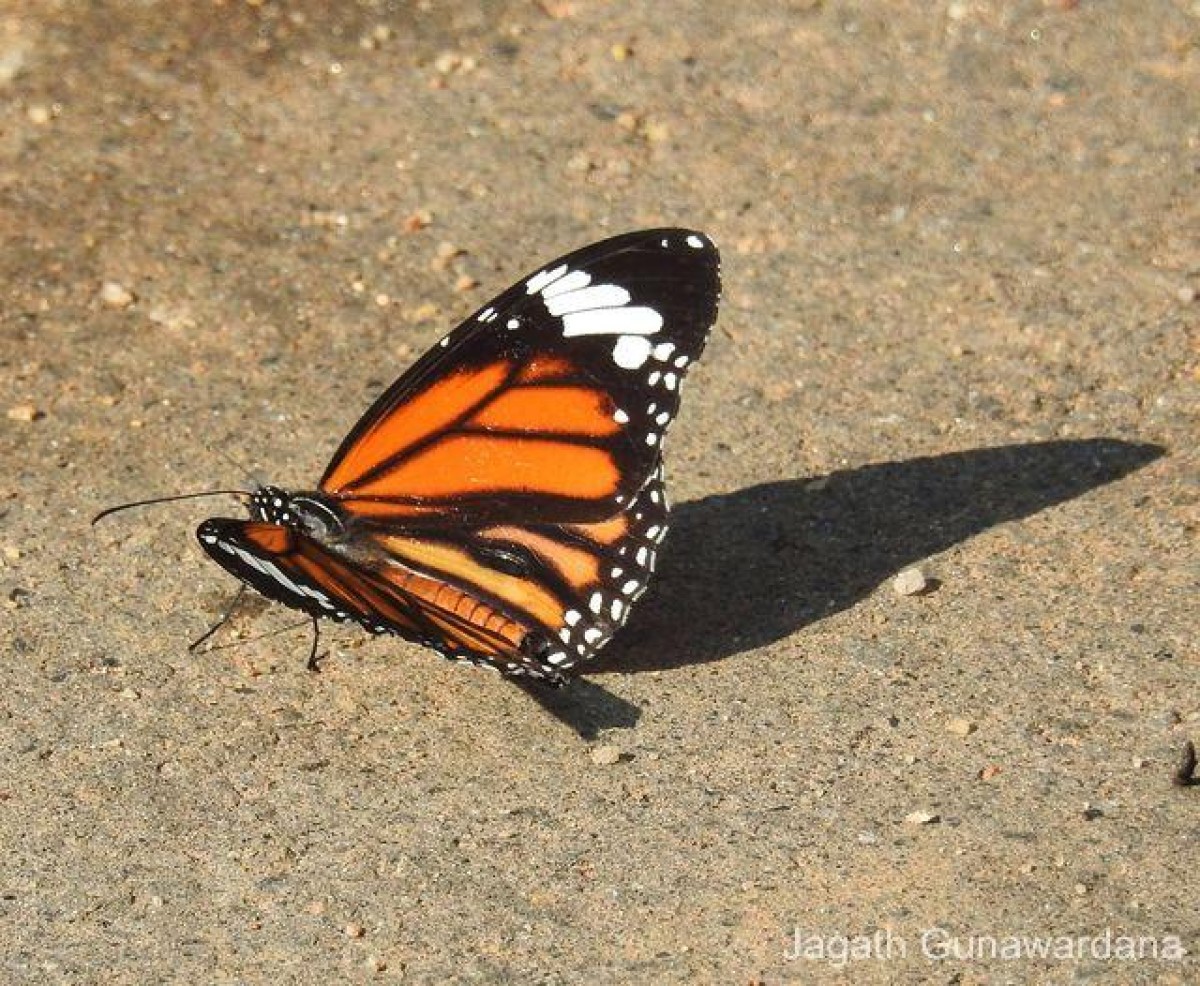 Danaus genutia Cramer, 1779